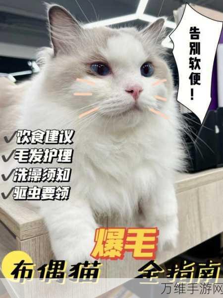 萌宠相伴，菲露茜斯宠物猫养成秘籍