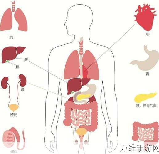 探索人体奥秘，生命 Life 安卓中文版沙盒模拟手游