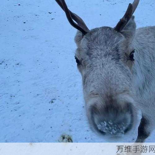 手游资讯，揭秘冰原守卫者驯鹿雪橇抽取概率与获取攻略