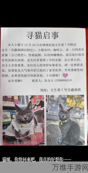 神秘解谜之旅，寻找失踪的猫咪