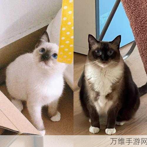 猫咪收藏家，汉化最新版休闲消除大赛，惊喜不断！