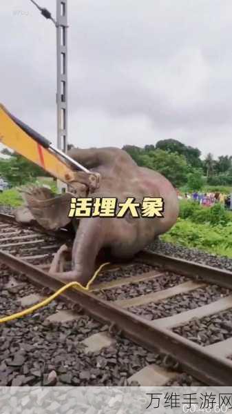 大象回家2022秘密人口:探索大象归乡之路:2022年秘密人口迁徙现象揭示