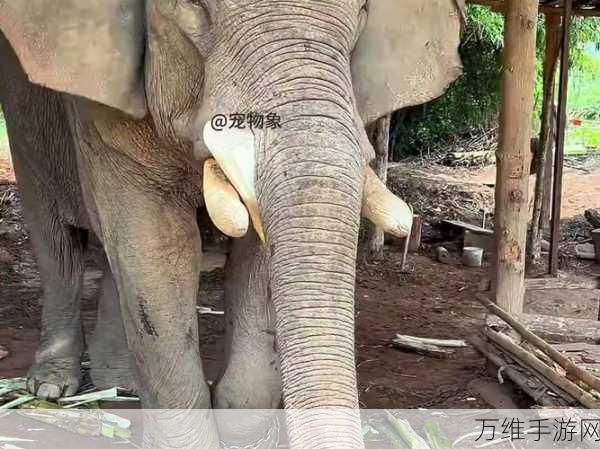 大象回家2022秘密人口:探索大象归乡之路:2022年秘密人口迁徙现象揭示
