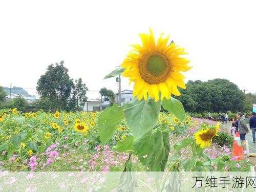 火爆社区草莓视频:探索火爆社区草莓视频,畅享无限精彩与乐趣!