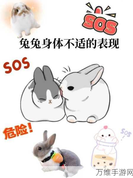 老师前面的两个兔子抖来抖去:兔子们的舞蹈:欢快抖动中的快乐时光