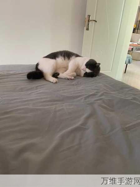 猫咪作家无广告版,萌趣二次元猫咪养成经营之旅