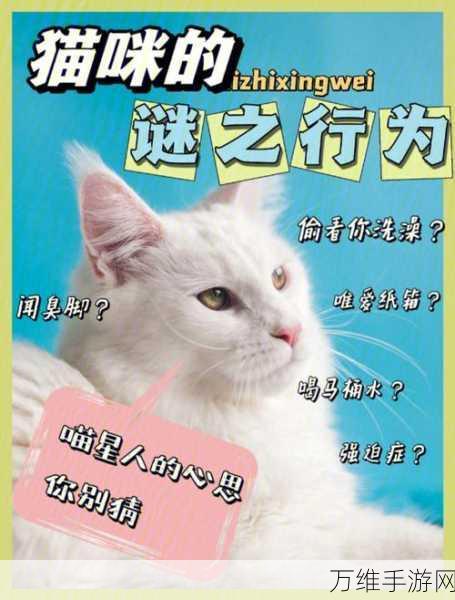 猫咪作家无广告版,萌趣二次元猫咪养成经营之旅