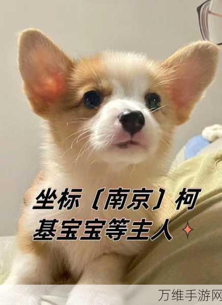柯基快跑,萌宠益智挑战,让你爱不释手的手游新体验