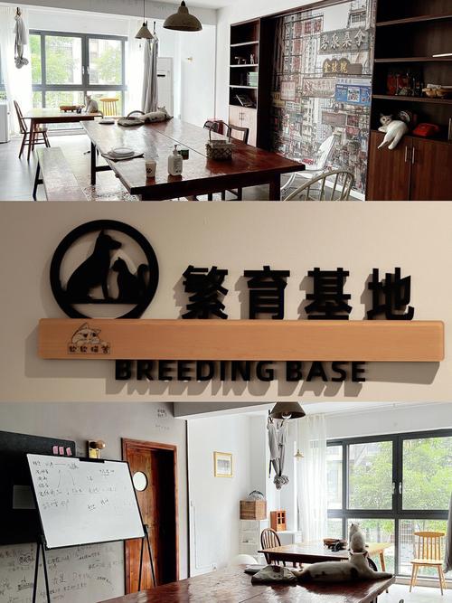畅玩<我的宠物 5>无限金币版,尽享宠物喂养装扮乐趣