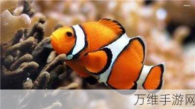 饥饿小丑鱼的进化之旅,清新海底冒险等你来战