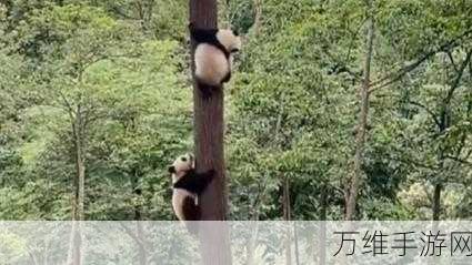 熊猫爬树,萌趣挑战,智夺树梢的休闲益智之旅