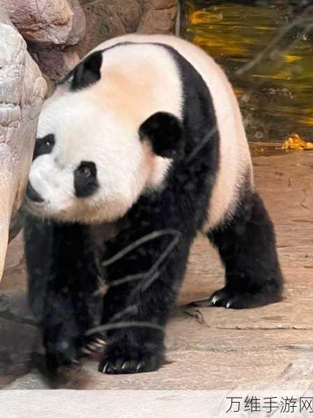 聪明的熊猫,中国风画线解谜大闯关,等你来战!