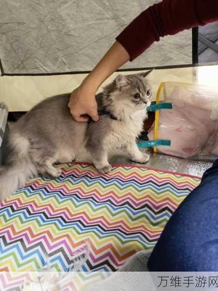 畅玩猫咪露营地破解版,畅享模拟经营乐趣