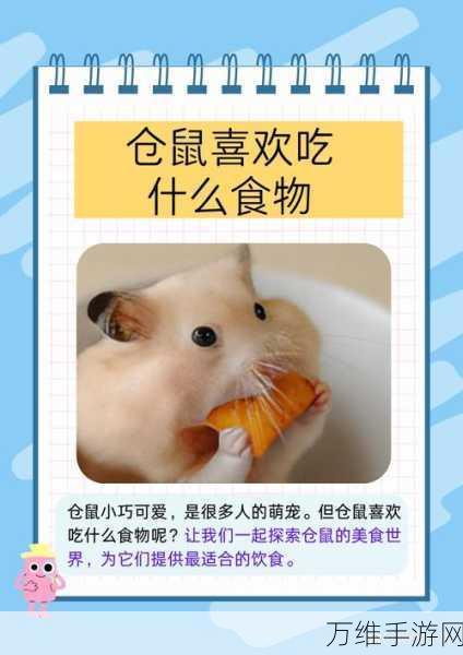 仓鼠集市,萌宠养成新体验,打造专属仓鼠乐园!