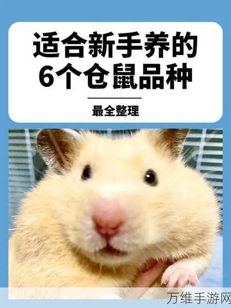 仓鼠集市,萌宠养成新体验,打造专属仓鼠乐园!
