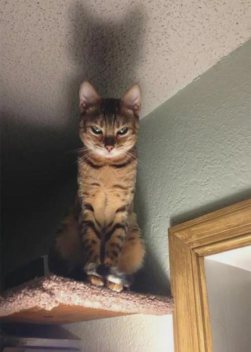 恐怖来袭!<会说话的小猫咪恐怖版>经营养成秘籍