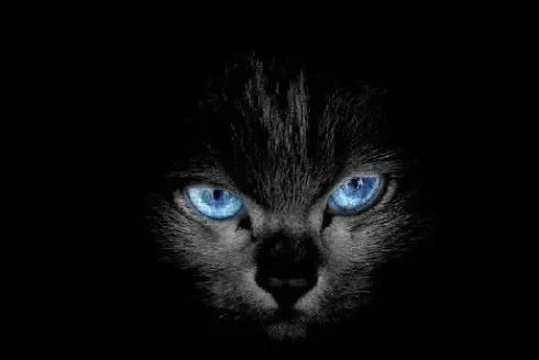 恐怖来袭!<会说话的小猫咪恐怖版>经营养成秘籍