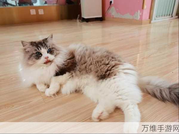 塔瑞斯世界宠物获取全攻略,解锁萌宠,共闯奇幻之旅!