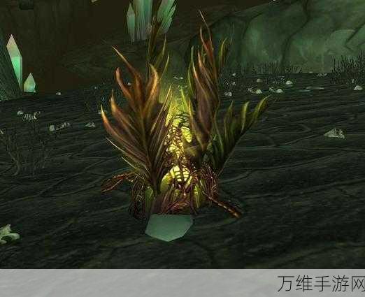 怀旧服探险指南,揭秘噩梦藤分布与刷新位置,助你征服魔兽世界!