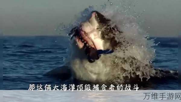 鱼食者,畅爽海洋捕食之旅,精彩不容错过