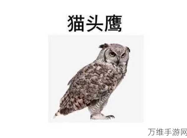猫头鹰的难题手机版,烧脑解谜,畅享休闲益智之旅