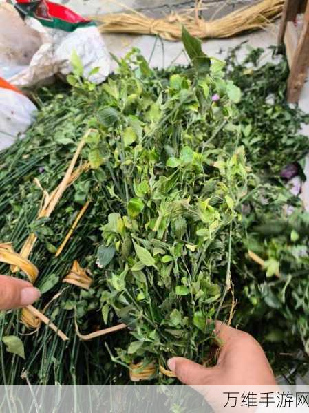 稀有植物搜集攻略,创造吧!我们的星球绿色宝藏探寻之旅