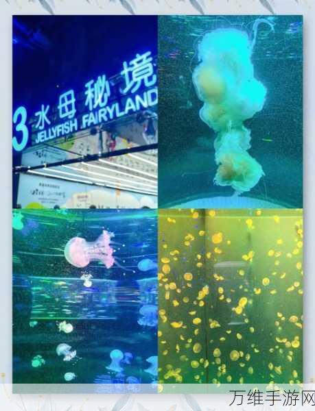 闲置的海洋世界,打造梦幻海洋馆经营之旅