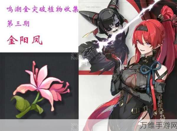 鸣潮探索指南,揭秘金阳凤高效采集点位与技巧