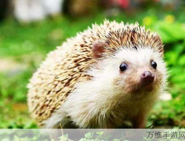 刺猬生活,独特玩法打造趣味养成之旅