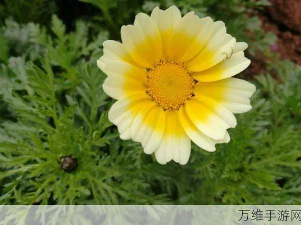 紫藤之美,重塑容颜,以闪亮之名紫藤捏脸大赛盛启
