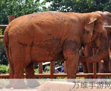 动物踩踏大作战,多人在线热血竞技,休闲与刺激并存