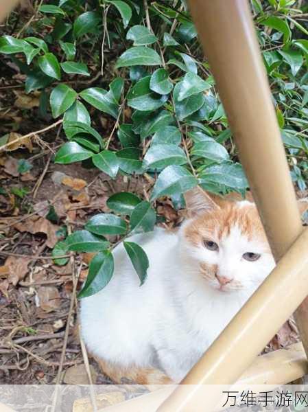 萌宠养成,驯服流浪猫手游,给爱猫玩家的专属惊喜