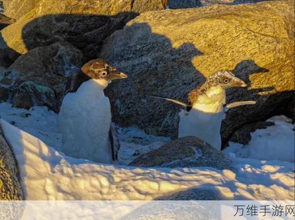 勇闯南极之谜,与小企鹅的奇妙冒险之旅