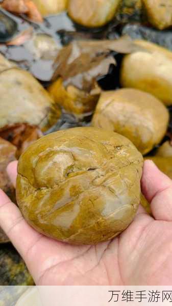 星露谷物语,揭秘动物化石的获取之道与珍贵用途