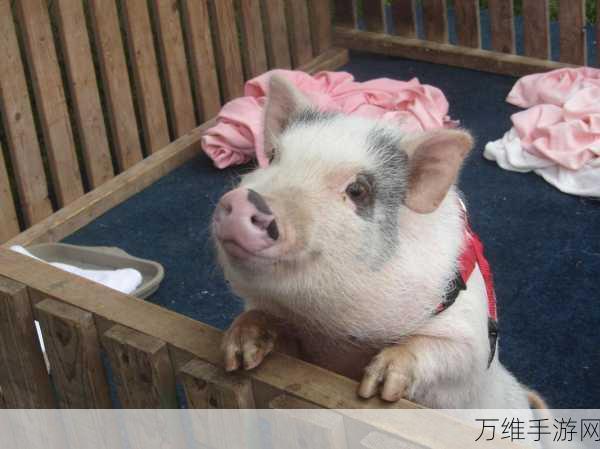 幸福养猪场,极速盈利秘籍大揭秘,赢取养猪大赛高额奖金