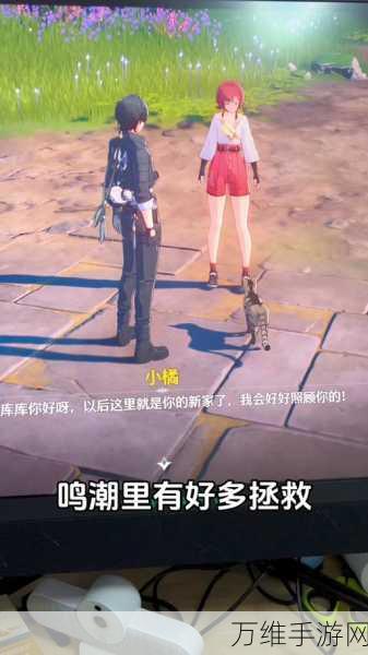 鸣潮手游深度攻略,救助无名猫咪任务全解析,爱心与技巧并重