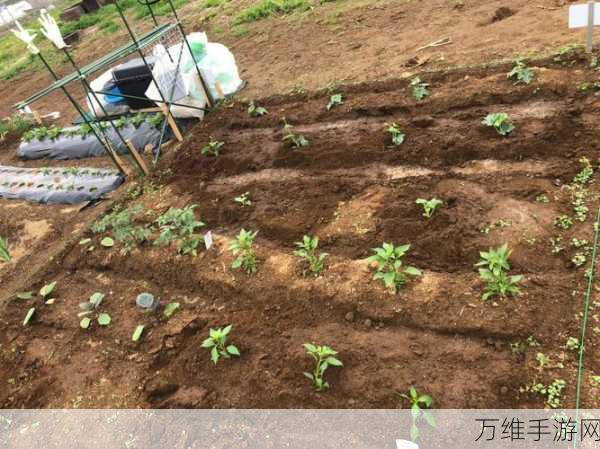 我种菜贼 6 最新版,畅享休闲模拟新体验