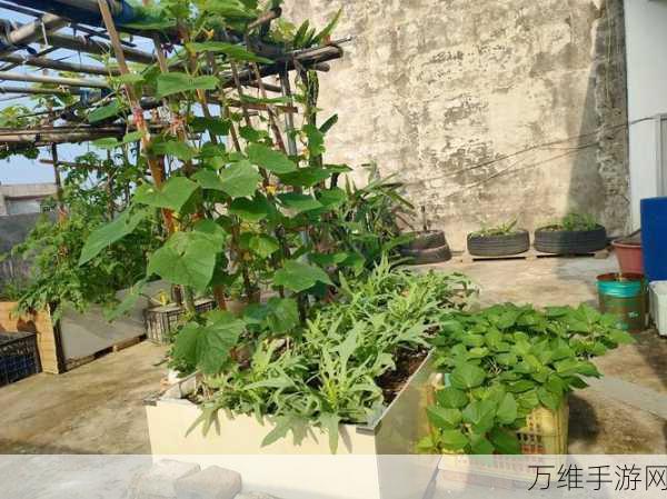 我种菜贼 6 最新版,畅享休闲模拟新体验
