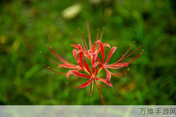 探寻创造与魔法绿色彼岸花秘境，稀有花卉位置全揭秘