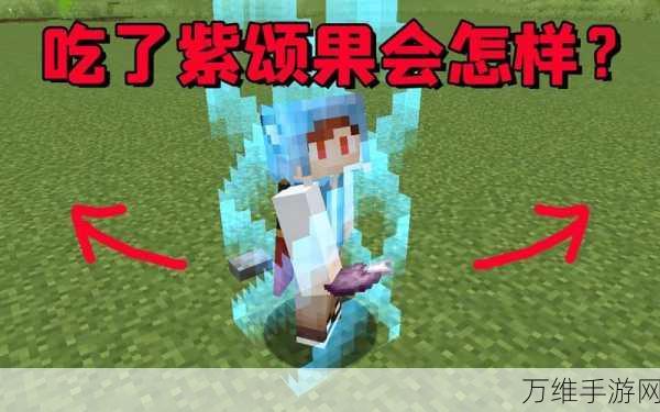 探秘我的世界,紫颂果的奇妙功效与用途详解