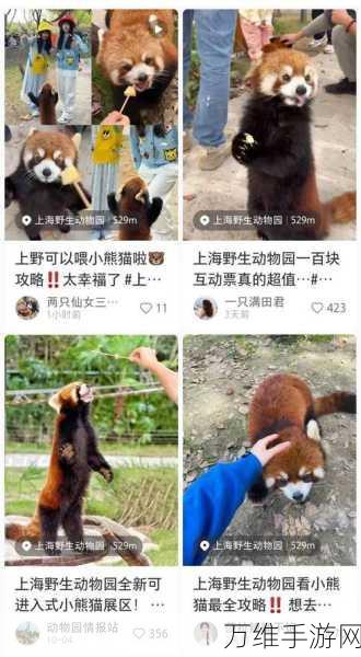 受困小熊猫,最新版休闲游戏,乐趣无限等你来