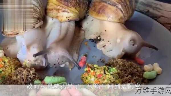 探秘最强蜗牛,解锁被囚禁的蜗牛钥匙全攻略