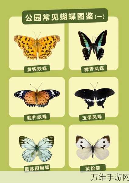手游代号蝶,揭秘蝴蝶精灵的获取攻略与技巧