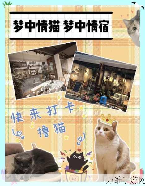 喵了个喵,畅享趣味无限的休闲之旅