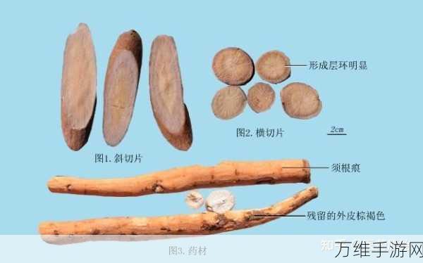 烟雨江湖白芍采集指南,揭秘白芍分布热点与采集技巧