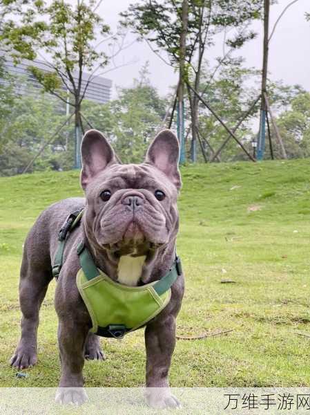 斗牛犬模拟器，趣味无限的手机动物冒险之旅