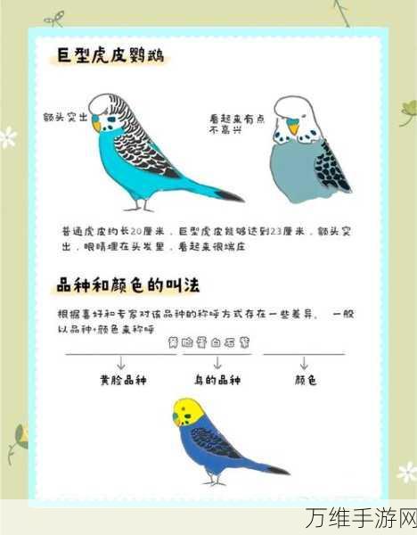我的世界鹦鹉习性全解析,探索多彩羽毛下的奇妙世界